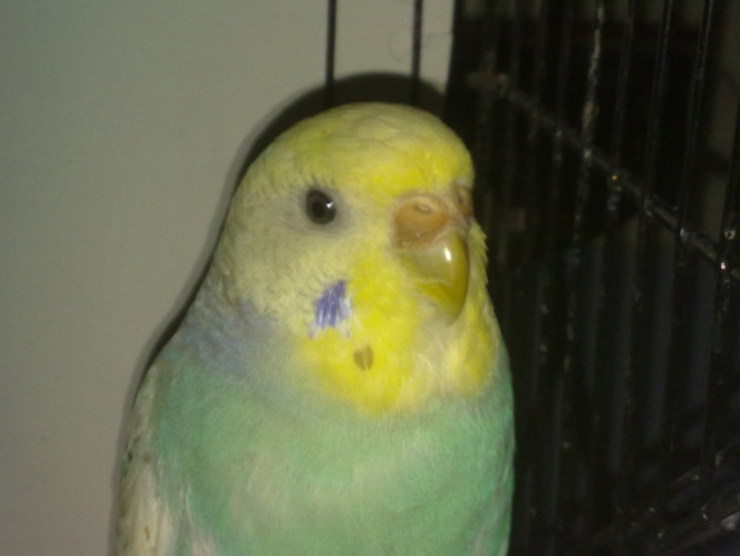 primo piano coco